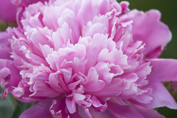 Pink Ruffled Peony, Paeonia Lactiflora