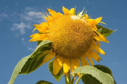 Giant Sunflower