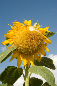 Giant Sunflower