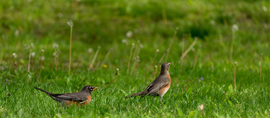 Robins