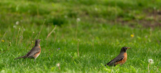 Robins