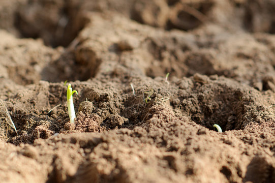 Green sprout growing out from soil. Landing, ground, onion
