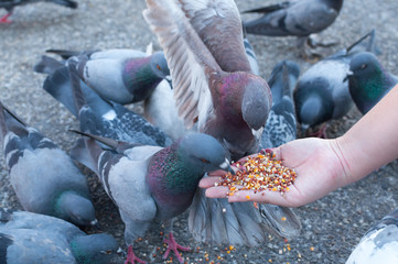 Pigeon eating from woman hand on the park,feeding pigeons in the park at the day time
