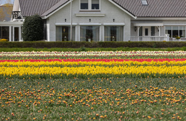 Tulip fields in the Bollenstreek, South Holland, Netherlands