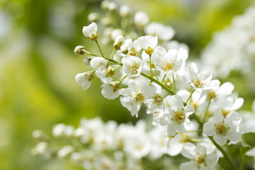 Blossoming brunch of an apple tree. Spring.