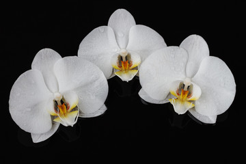 white orchid, phalaenopsis flowers