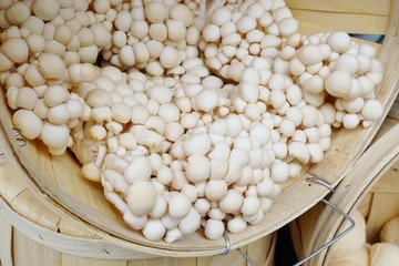 Basket of white enoki mushrooms (Flammulina velutipe) at the farmers market