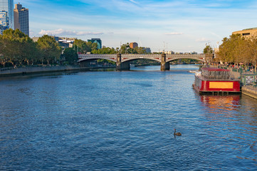 Urban landscape with river and black swan