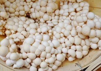 Basket of white enoki mushrooms (Flammulina velutipe) at the farmers market
