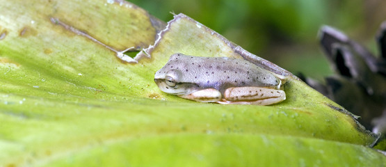 True tree frog sighted in remnant of Atlantic Rainforest