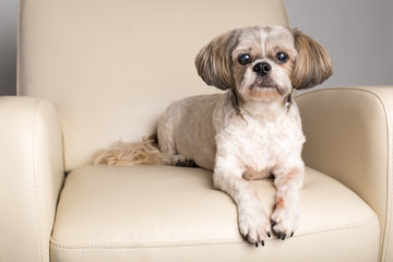 Shih Tzu in chair