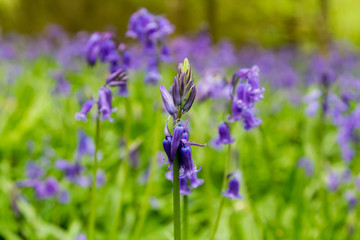 Bluebells