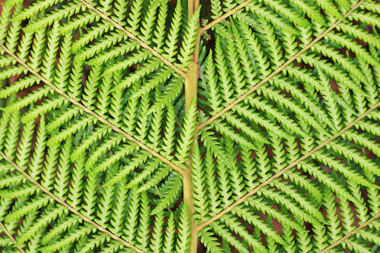 Fern leaf