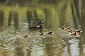 Canards et canetons.