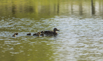 Canards et canetons.