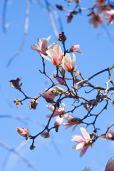 Magnolia branch with blossoms.