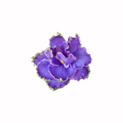 Violet flower close up on white background