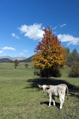 Obraz premium Artvin,is a city in northeastern Turkey about 30 km inland from the Black Sea.There are amazing plateaus and small crater lakes on the its muntains.