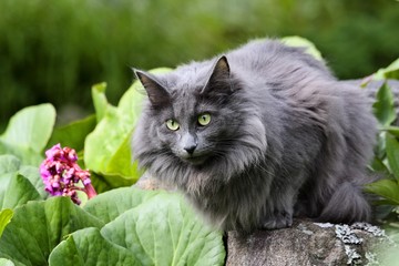 Naklejka na ściany i meble Norwegian forest cat female in the garden