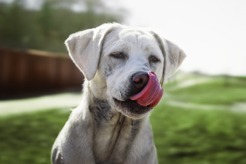 Süßer Labrador Retriever Hund Welpe schleckt sich mit der Zunge übers Maul 