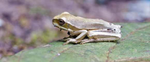 True tree frog sighted in remnant of Atlantic Rainforest