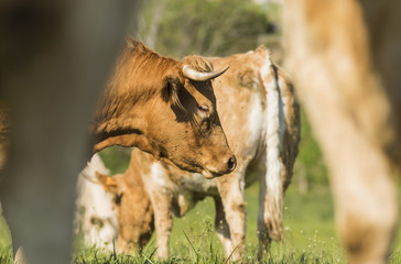 Vaches de Chartreuse - Isère.