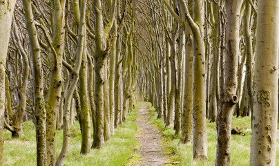 Wanderweg auf Rügen