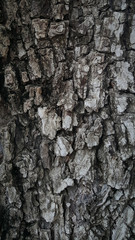 Wood skin