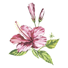 Tropical flowers hibiscus isolated on white background. EPS 10