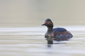Black-necked grebe (Podiceps nigricollis) swimming in water, the Netherlands