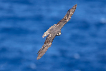 Female of Eleonora's falcon Falco eleonorae