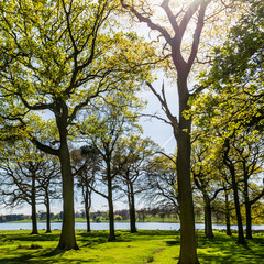 Fototapeta premium Beautiful Green Forest in Summer Sun