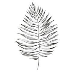 Fototapeta premium Black and white vector tropical palm leaves, jungle leaves isolated on white background. EPS 10