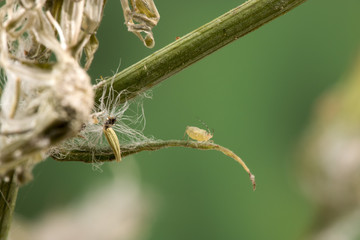 Aphid feeding on plant