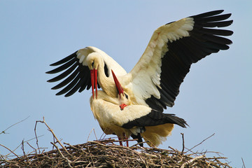 Two white stork Ciconia ciconia is mating