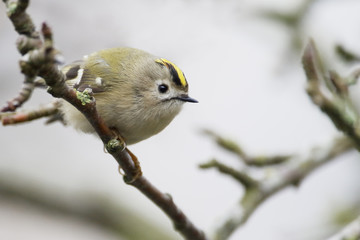 Goldcrest (Regulus regulus) on branch, the Netherlands