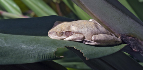 True tree frog sighted in remnant of Atlantic Rainforest