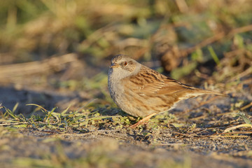 Dunnock (Prunella modularis) feeding on the ground, the Netherlands