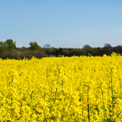 Obraz premium Blooming Field of Yellow Rapeseed