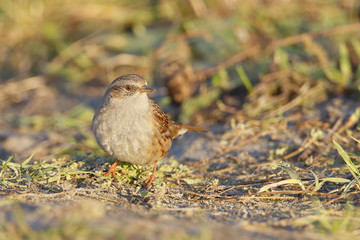Dunnock (Prunella modularis) feeding on the ground, the Netherlands