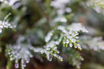 Frost water drops on juniper tree