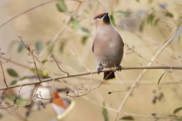 Bohemian waxwing (Bombycilla garrulus) on branch, the Netherlands