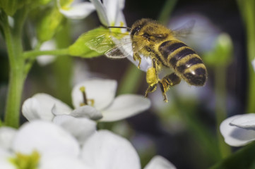 bee fly to the white flower in sunny day of spring