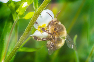 bee on the white flower in sunny day of spring