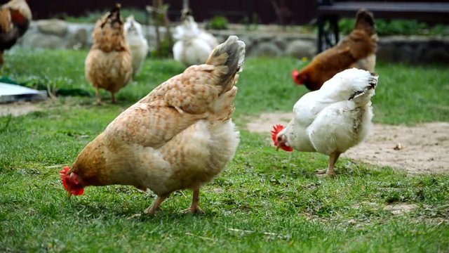 Domestic chickens walk and graze green grass outdoors