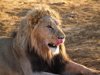 Fototapeta na wymiar Leisurely lion sitting licking his face looking straight ahead in heat of African day