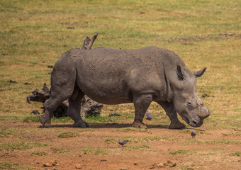 Obraz premium White Rhinoceros at a meadow