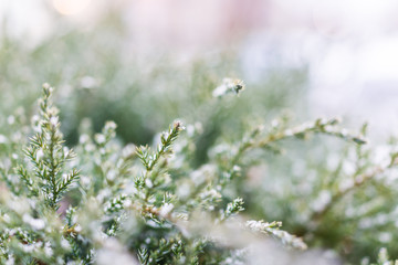 Snow flakes on juniper tree macro closeup
