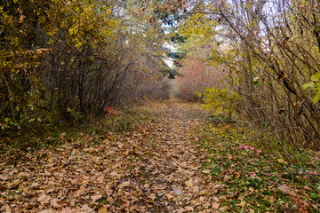 Obraz premium Forest in early autumn, Armenia