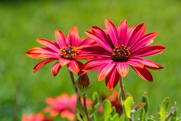 Obraz premium red flower on green field